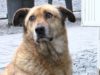 Правоохоронці розшукують осіб, які отруїли двох собак у Львові