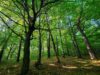 Забудова лісу у Брюховичах: до чого тут учасники АТО