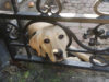 У Бродах врятували пса, який застряг у воротях