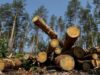 У військовому лісництві на Львівщині незаконно вирубали дерева