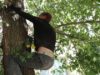 Біля Львова п’яний водій-втікач виліз на дерево
