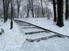 Львів’ян просять не гуляти в парках під час снігопадів