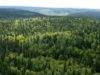 На Львівщині хочуть висадити майже 550 га лісу