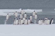 Українські полярники показали, як пінгвіни вистрибують з води