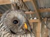 «Домівка врятованих тварин» у Львові потребує корму для птахів: як допомогти