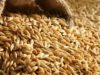 СБУ встановила колаборантів, які допомогли рф красти українське зерно