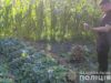 На Червоноградщині чоловік на подвір’ї вирощував майже тисячу наркотичних рослин