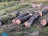 Службовця лісгоспу на Львівщині викрили на крадіжках деревини