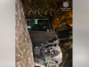 У Львові п’яний водій-утікач врізався в авто, а потім – у дерево