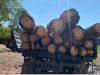 У лісгоспі на Львівщині нелегально вирубали дерев на чверть мільйона
