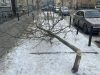Неподалік центру Львова невідомі зрізали молоді дерева