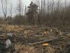 Біля Кам’янки-Бузької незаконно вирубали 195 дерев