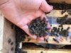 На Львівщині загинули сотні тисяч бджіл