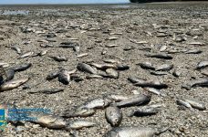 Через підрив Каховської ГЕС масово загинула риба