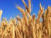 Кулеба розкритикував наміри держав ЄС продовжити заборону на зерно з України