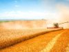 Україна подала до СОТ позови проти Польщі, Словаччини та Угорщини через заборону на імпорт зерна