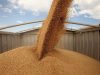 Єврокомісія не стала продовжувати ембарго на імпорт українського зерна