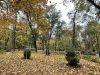 У парках Львова висадять сотню нових дерев