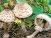 На Львівщині від отруєння грибами померла 37-річна жінка