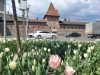 Невдовзі у Львові зацвітуть майже 100 тисяч тюльпанів та мускарі