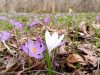 100 га крокусів: на Львівщині виявили нові осередки рідкісних квітів