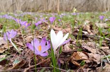 100 га крокусів: на Львівщині виявили нові осередки рідкісних квітів
