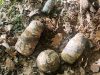 Посеред лісосмуги у Львові знайшли 20 кг ртуті