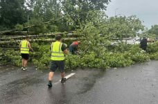 У Львові потужна злива повалила 100 дерев