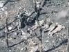 Поблизу Покровська росіяни застрелили п’ятьох полонених бійців ЗСУ
