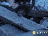 З-під завалів у Києві дістали живого серпокрильця