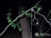 Чоловік повісив сусідського собаку в лісі на Львівщині, – слідство
