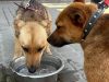Львів'ян закликають допомагати тваринам у спеку