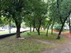 На вулиці Мазепи зріжуть частину дерев, але висадять нові