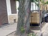 Через зрізання дерев тимчасово перекриють частину вулиці Хмельницького у Львові