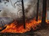 Пожежу в Чорнобильській зоні ліквідовували майже два тижні