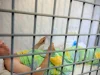 Головного організатора виставки на Київщині затримали після ракетного удару РФ
